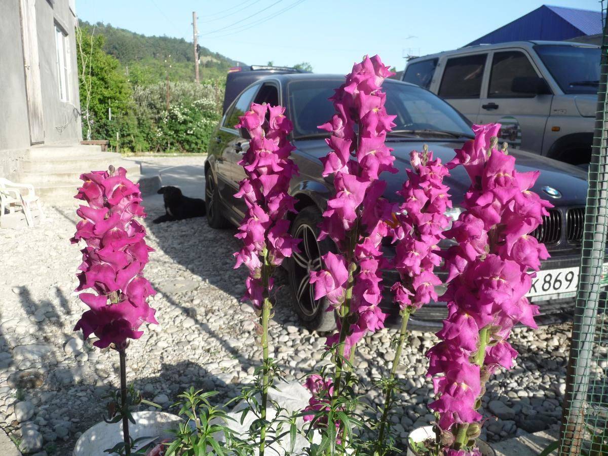 Фото Гостевого дома Гостевой дом Мария Цандрыпш 41